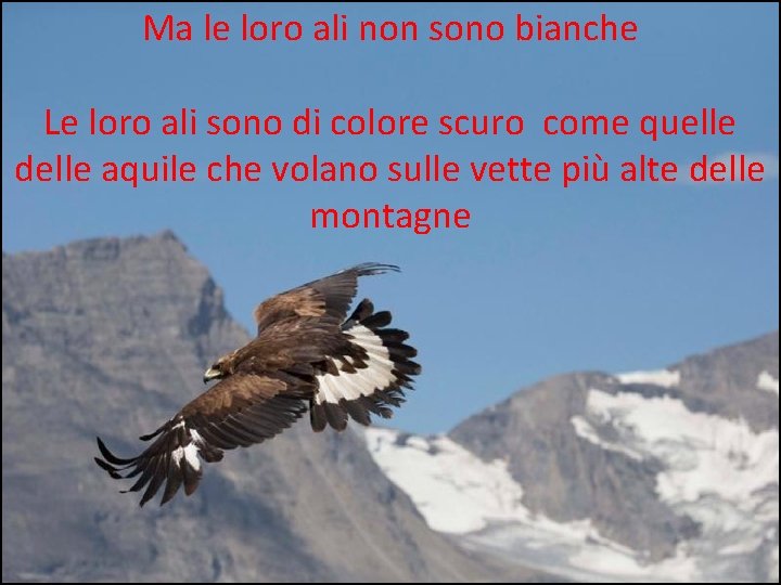 Ma le loro ali non sono bianche Le loro ali sono di colore scuro