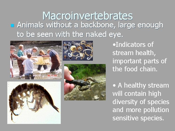 Macroinvertebrates n Animals without a backbone, large enough to be seen with the naked