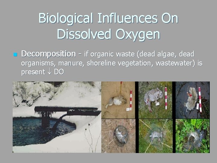 Biological Influences On Dissolved Oxygen n Decomposition - if organic waste (dead algae, dead