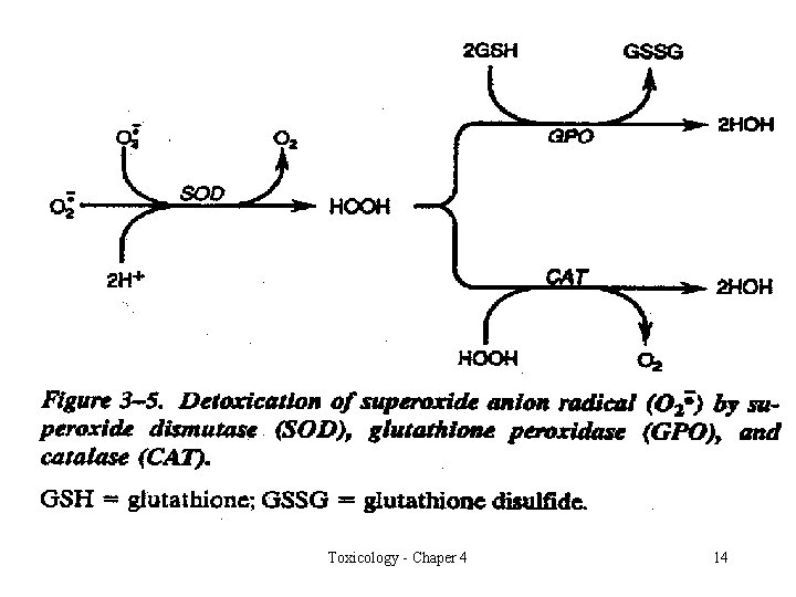 Toxicology - Chaper 4 14 