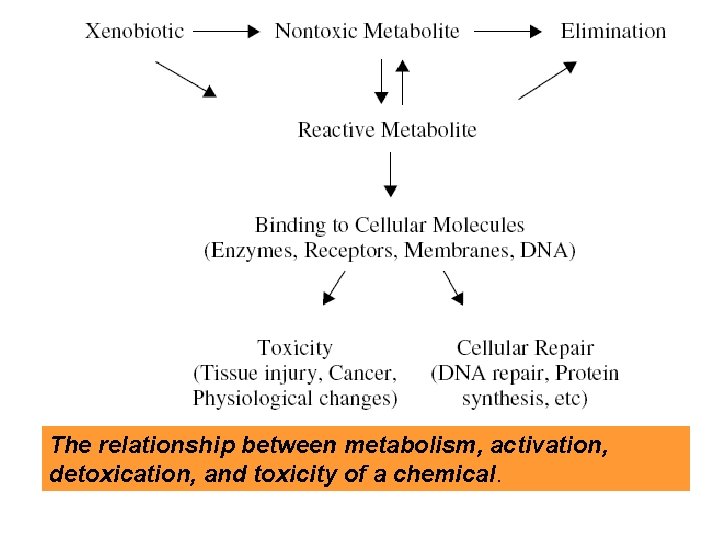The relationship between metabolism, activation, detoxication, and toxicity of a chemical. 