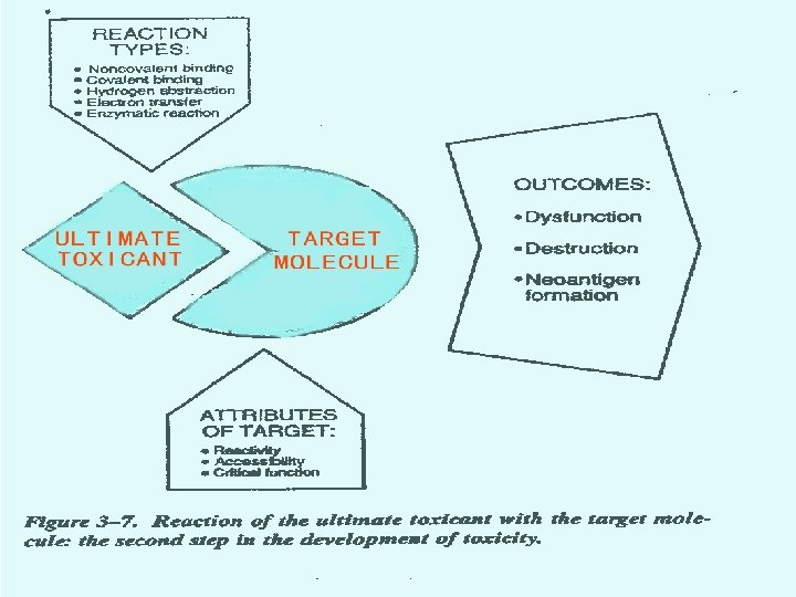 Toxicology - Chaper 4 22 