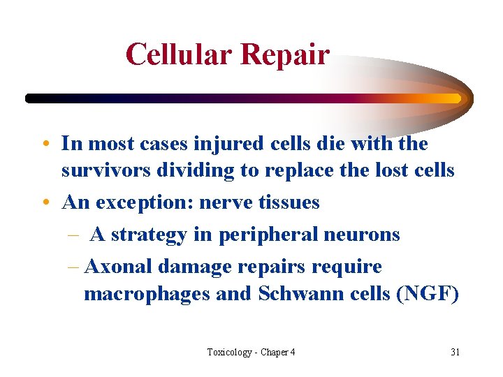 Cellular Repair • In most cases injured cells die with the survivors dividing to