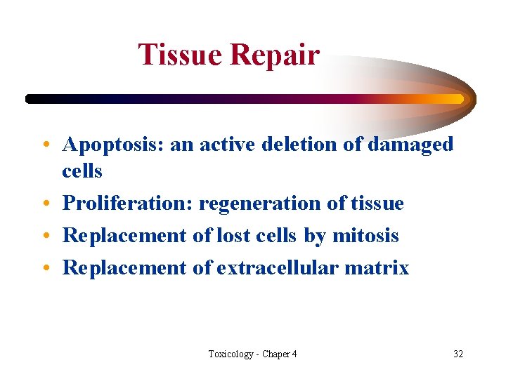 Tissue Repair • Apoptosis: an active deletion of damaged cells • Proliferation: regeneration of
