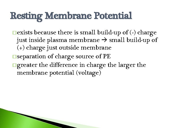 Resting Membrane Potential � exists because there is small build-up of (-) charge just