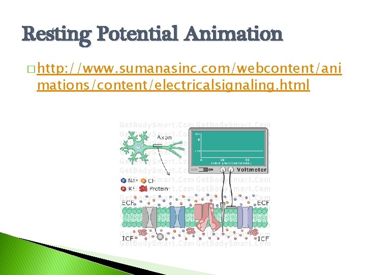 Resting Potential Animation � http: //www. sumanasinc. com/webcontent/ani mations/content/electricalsignaling. html 