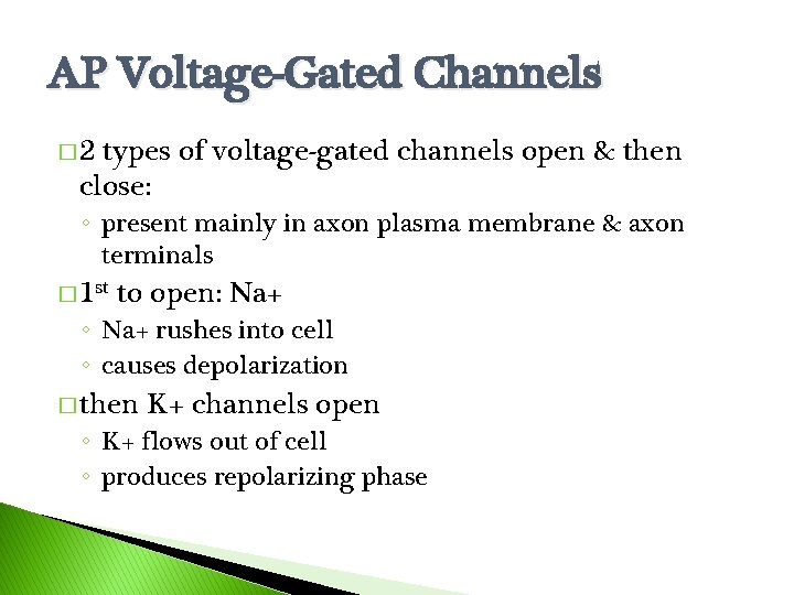 AP Voltage-Gated Channels � 2 types of voltage-gated channels open & then close: ◦