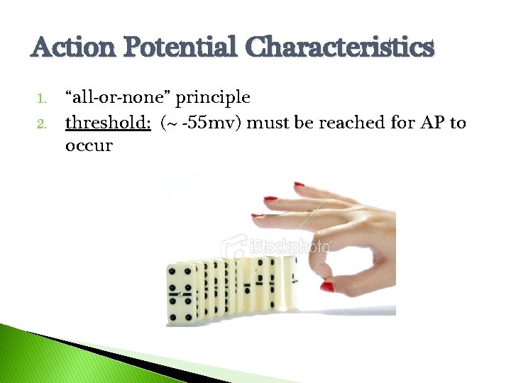 Action Potential Characteristics 1. 2. “all-or-none” principle threshold: (~ -55 mv) must be reached