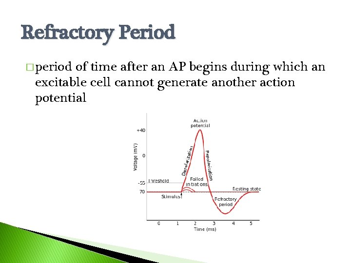 Refractory Period � period of time after an AP begins during which an excitable