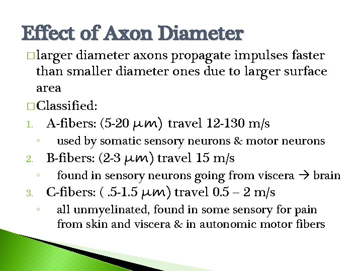 Effect of Axon Diameter � larger diameter axons propagate impulses faster than smaller diameter