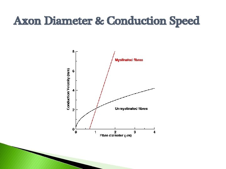 Axon Diameter & Conduction Speed 