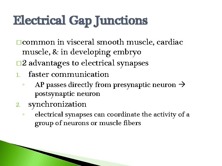 Electrical Gap Junctions � common in visceral smooth muscle, cardiac muscle, & in developing