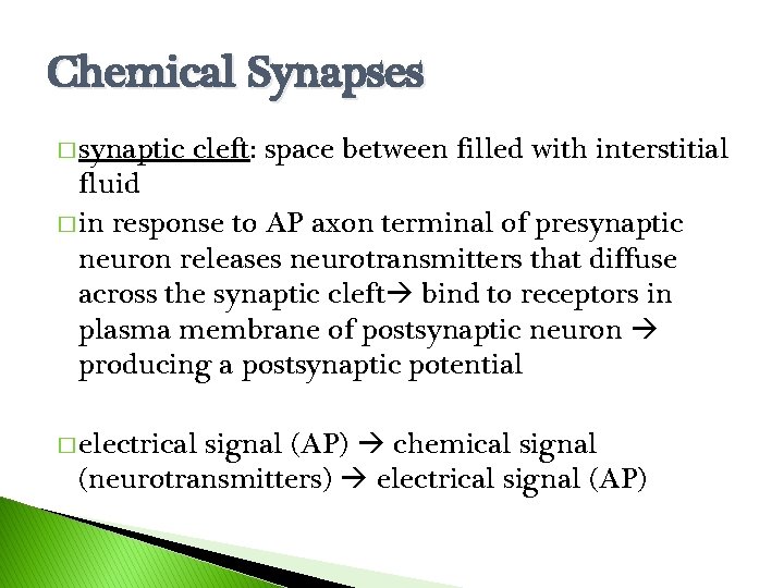 Chemical Synapses � synaptic cleft: space between filled with interstitial fluid � in response