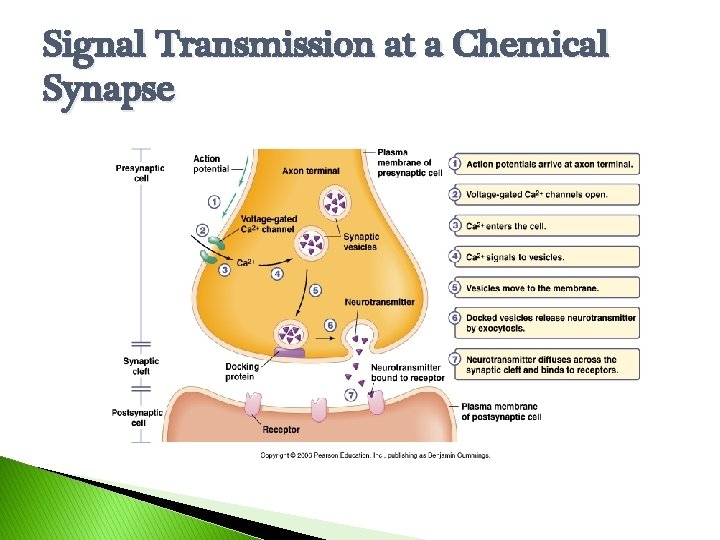 Signal Transmission at a Chemical Synapse 