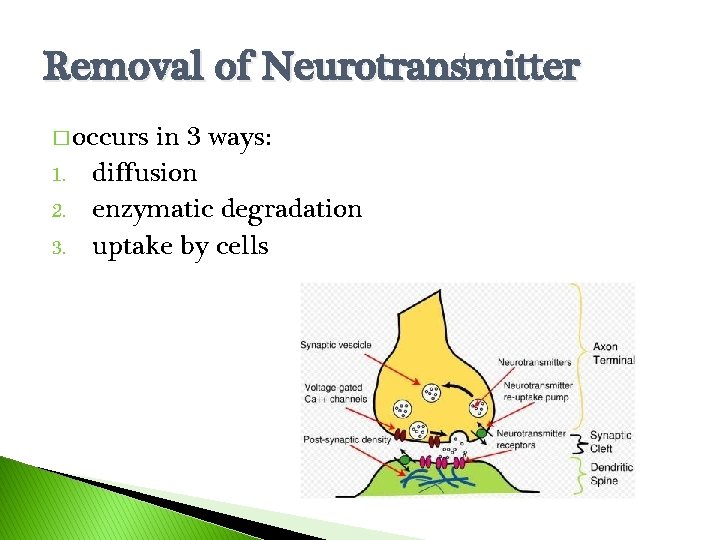 Removal of Neurotransmitter � occurs 1. 2. 3. in 3 ways: diffusion enzymatic degradation