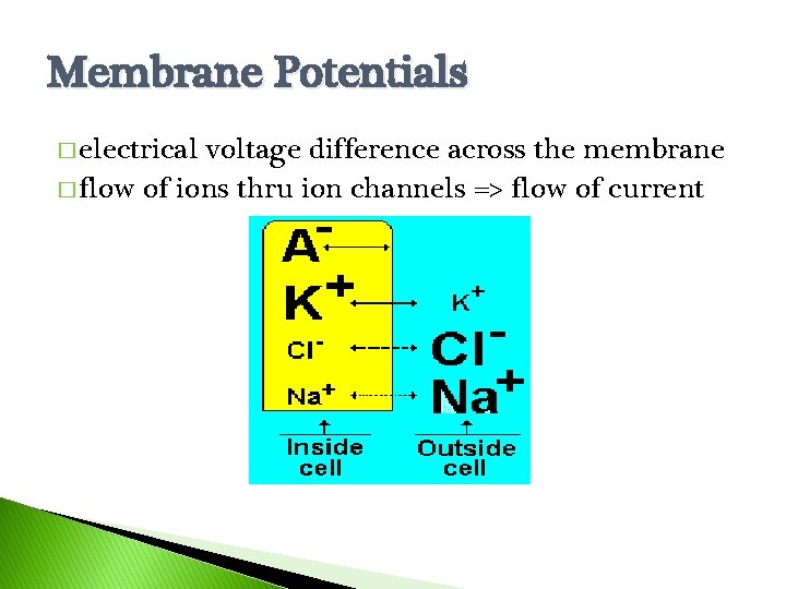 Membrane Potentials � electrical voltage difference across the membrane � flow of ions thru