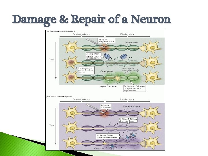 Damage & Repair of a Neuron 