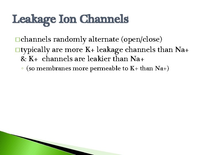 Leakage Ion Channels � channels randomly alternate (open/close) � typically are more K+ leakage