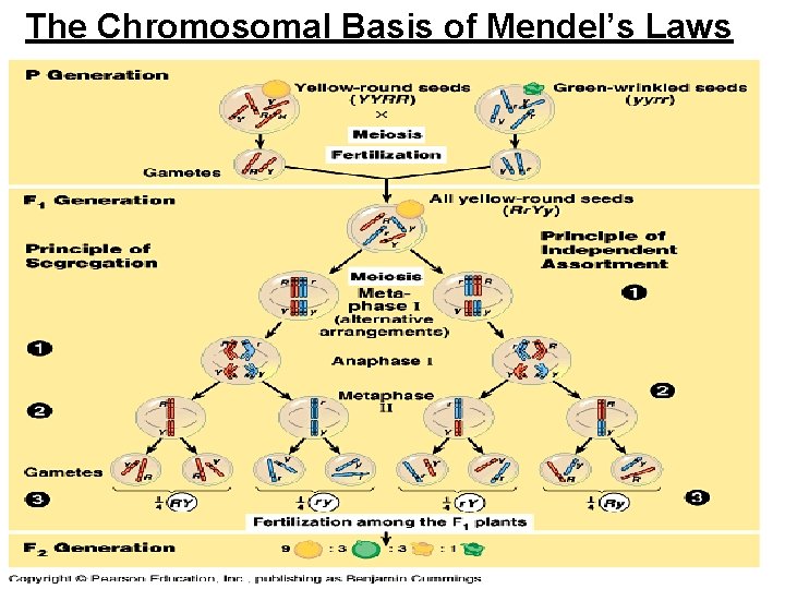 The Chromosomal Basis of Mendel’s Laws 