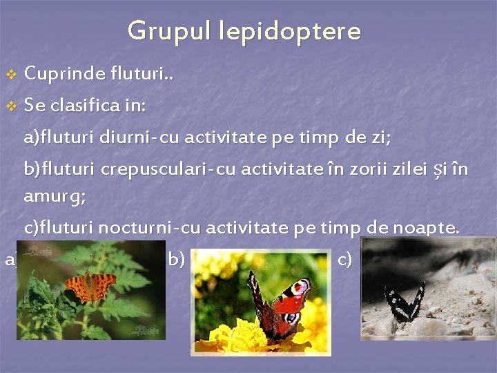 Grupul lepidoptere Cuprinde fluturi. . v Se clasifica in: a)fluturi diurni-cu activitate pe timp