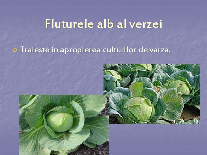 Fluturele alb al verzei v Traieste in apropierea culturilor de varza. 