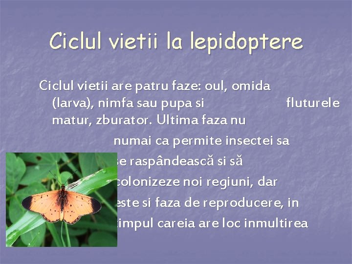Ciclul vietii la lepidoptere Ciclul vietii are patru faze: oul, omida (larva), nimfa sau