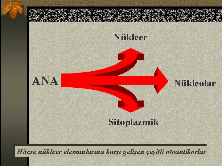 Nükleer ANA Nükleolar Sitoplazmik Hücre nükleer elemanlarına karşı gelişen çeşitli otoantikorlar 