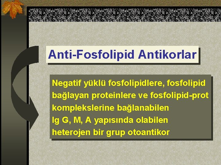 Anti-Fosfolipid Antikorlar Negatif yüklü fosfolipidlere, fosfolipid bağlayan proteinlere ve fosfolipid-prot komplekslerine bağlanabilen Ig G,
