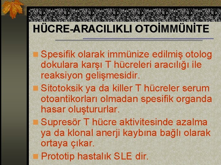 HÜCRE-ARACILIKLI OTOİMMÜNİTE n Spesifik olarak immünize edilmiş otolog dokulara karşı T hücreleri aracılığı ile