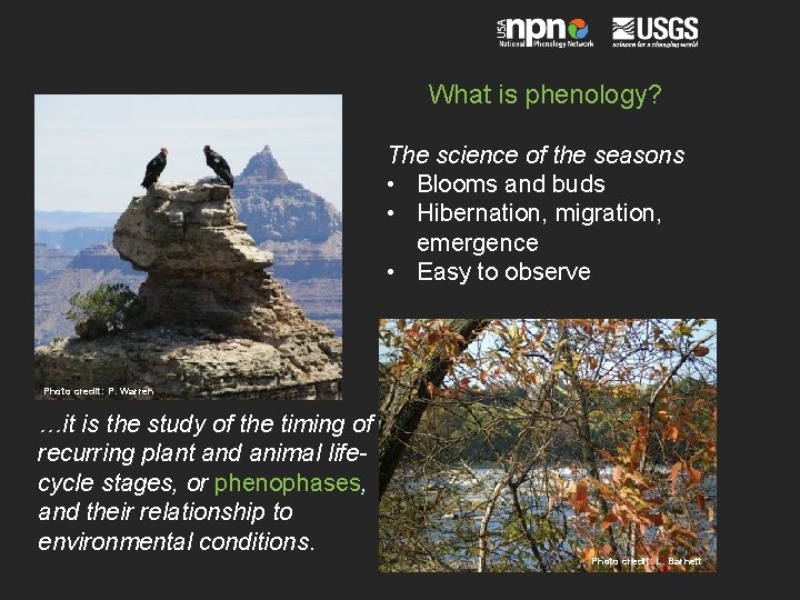 What is phenology? The science of the seasons • Blooms and buds • Hibernation,