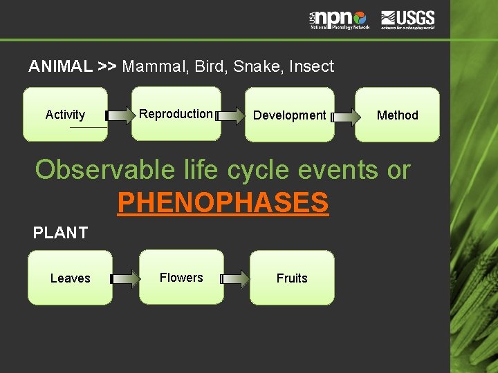 ANIMAL >> Mammal, Bird, Snake, Insect Activity Reproduction Development Method Observable life cycle events