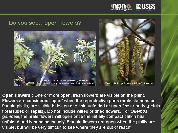Do you see…open flowers? Photo Credit: Utah State University Extension http: //forestry. usu. edu/htm/treeid/oaks/gambel-oak