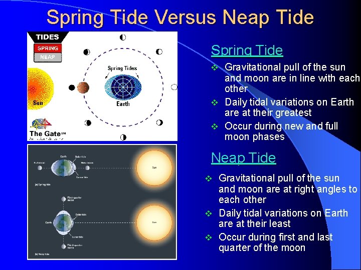 Spring Tide Versus Neap Tide Spring Tide Gravitational pull of the sun and moon