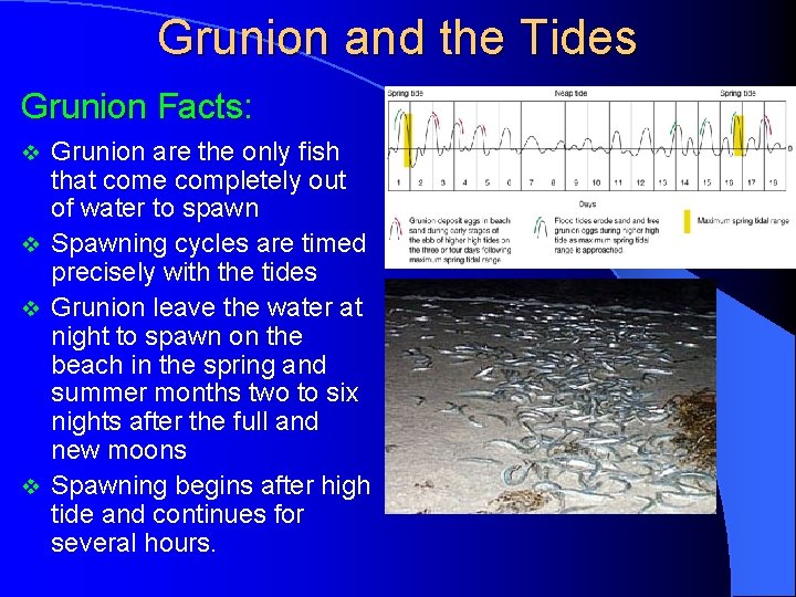 Grunion and the Tides Grunion Facts: Grunion are the only fish that come completely