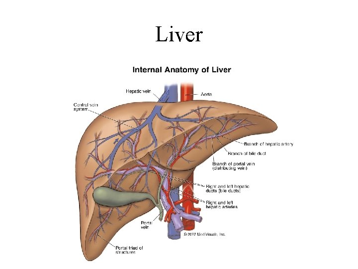 Liver 