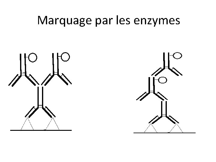 Marquage par les enzymes 
