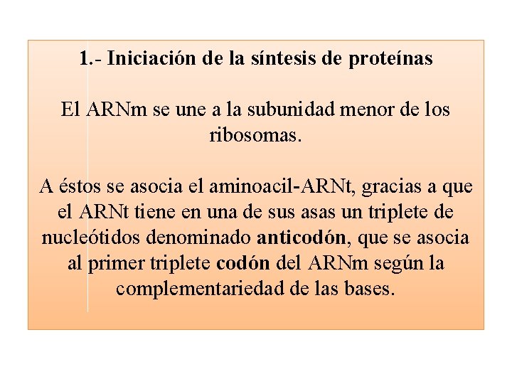 1. - Iniciación de la síntesis de proteínas El ARNm se une a la