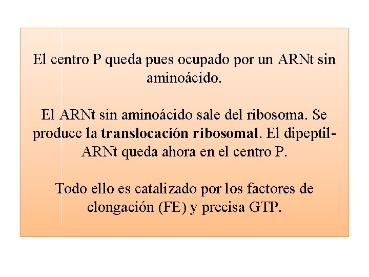 El centro P queda pues ocupado por un ARNt sin aminoácido. El ARNt sin