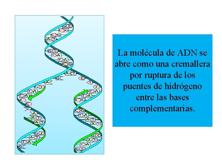 La molécula de ADN se abre como una cremallera por ruptura de los puentes