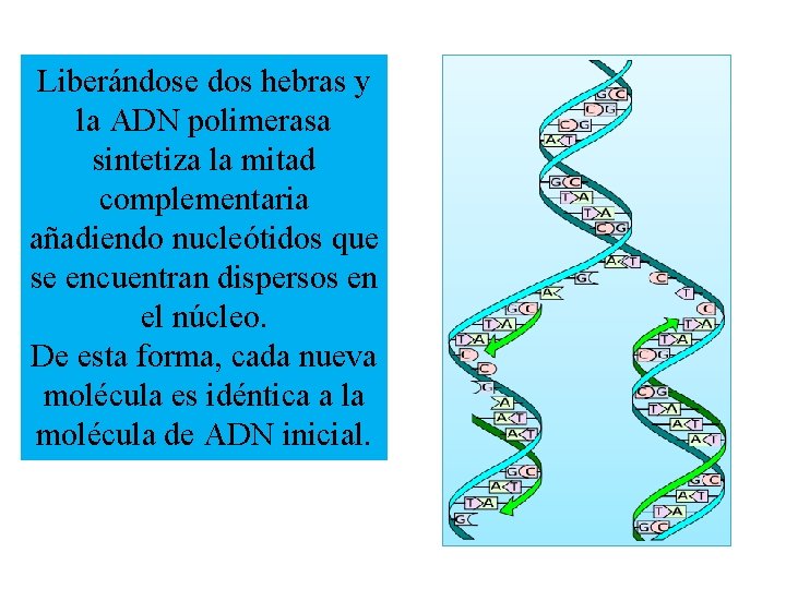 Liberándose dos hebras y la ADN polimerasa sintetiza la mitad complementaria añadiendo nucleótidos que