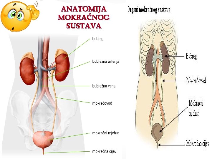 ANATOMIJA MOKRAĆNOG SUSTAVA 