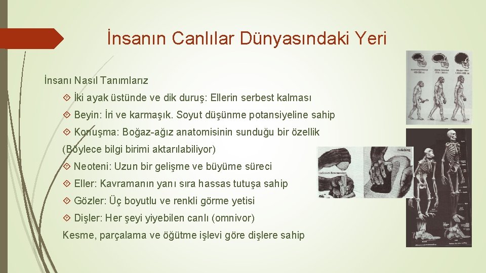 İnsanın Canlılar Dünyasındaki Yeri İnsanı Nasıl Tanımlarız İki ayak üstünde ve dik duruş: Ellerin