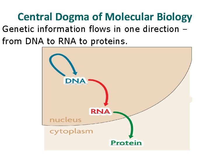 Central Dogma of Molecular Biology Genetic information flows in one direction – from DNA
