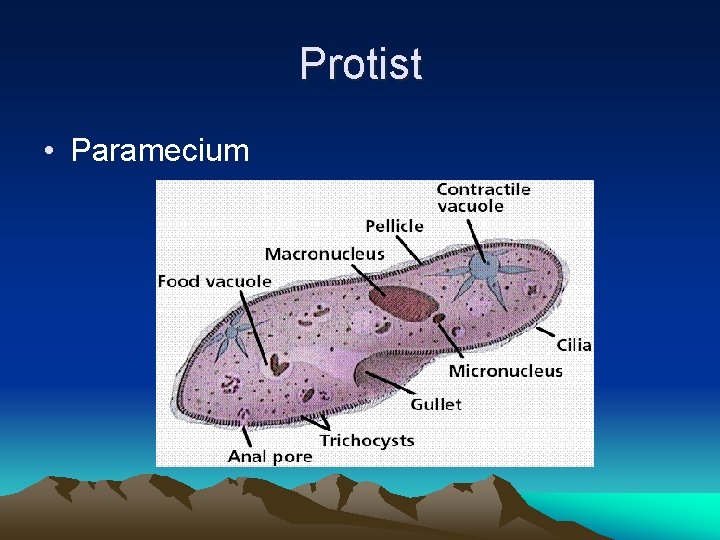 Protist • Paramecium 