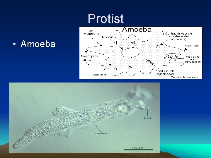 Protist • Amoeba 