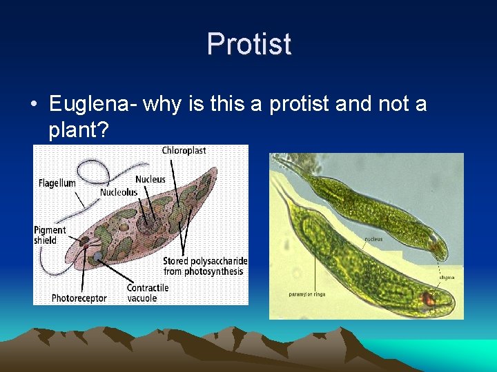 Protist • Euglena- why is this a protist and not a plant? 