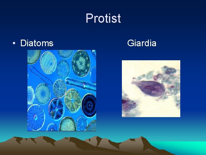 Protist • Diatoms Giardia 