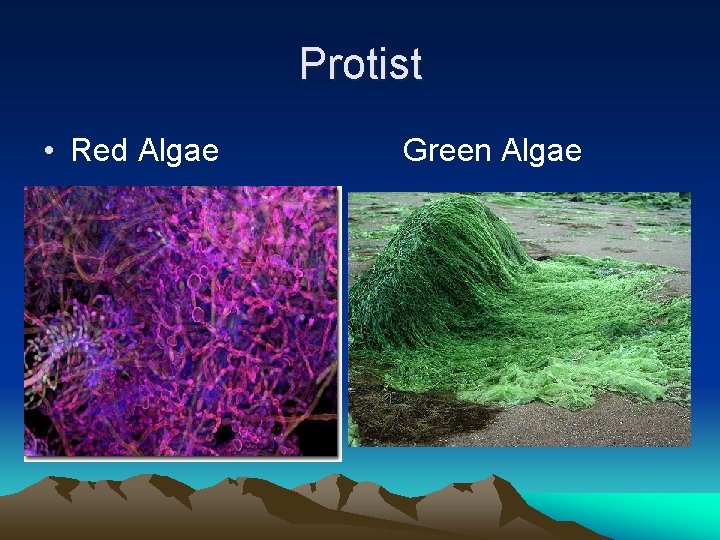 Protist • Red Algae Green Algae 