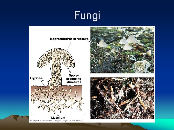 Fungi 