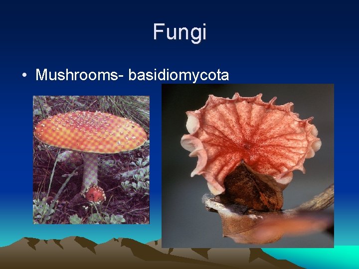 Fungi • Mushrooms- basidiomycota 